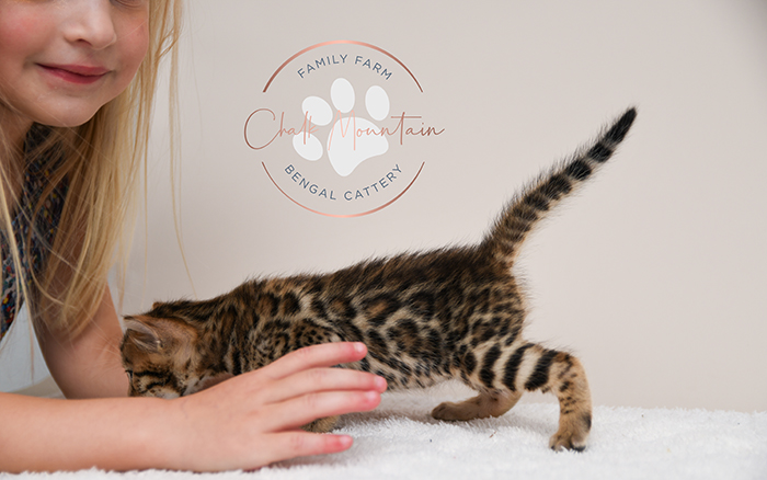 Bengal kitten for sale